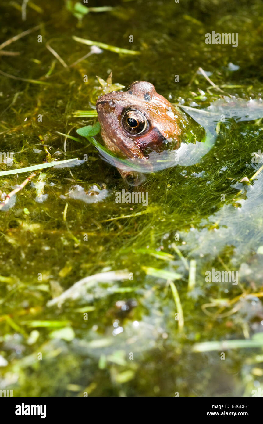 Grenouille Rousse Rana temporaia dans une eau douce vie sauvage étang de jardin. Banque D'Images