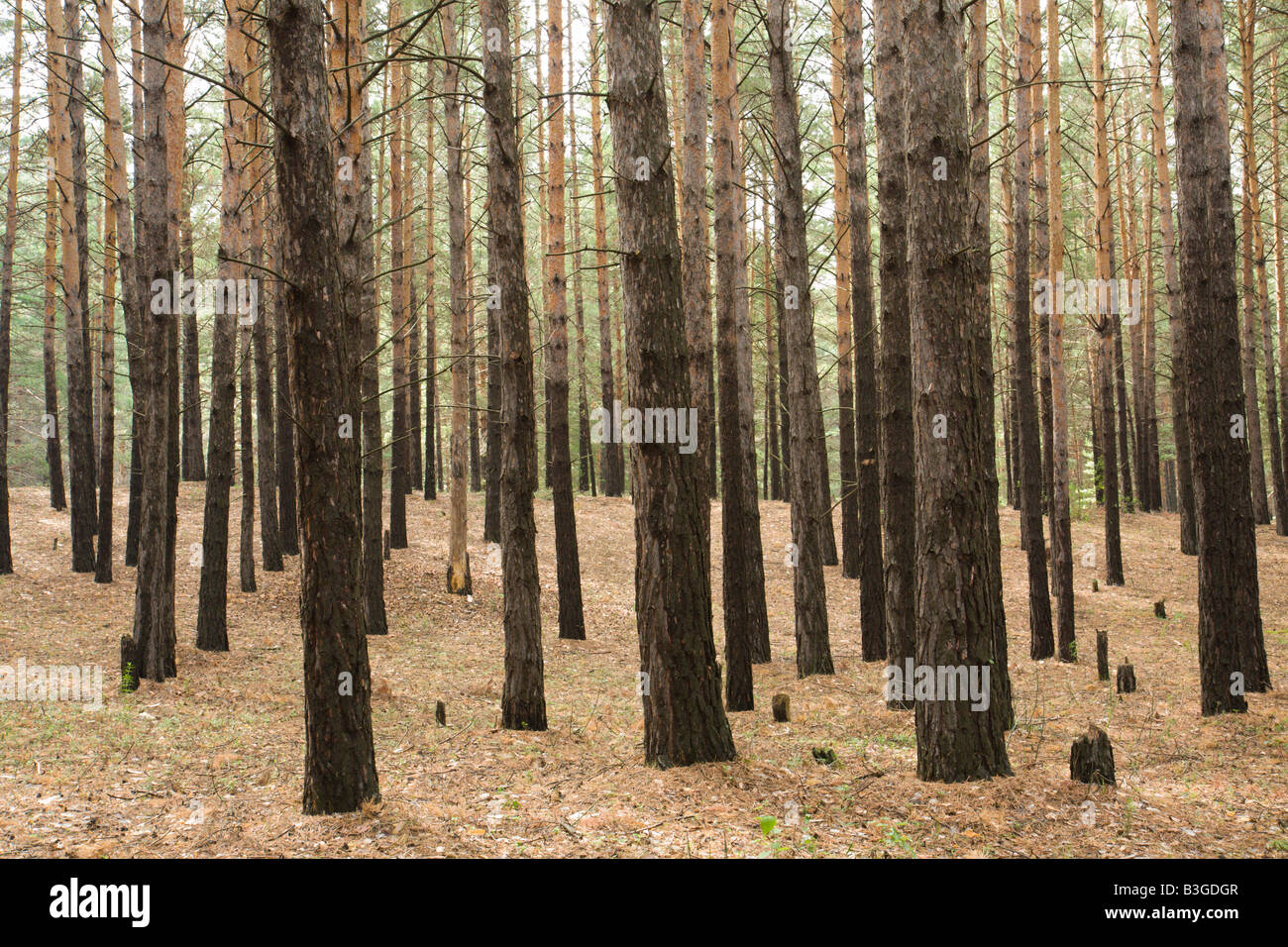Jeune pinède en journée d'été Banque D'Images