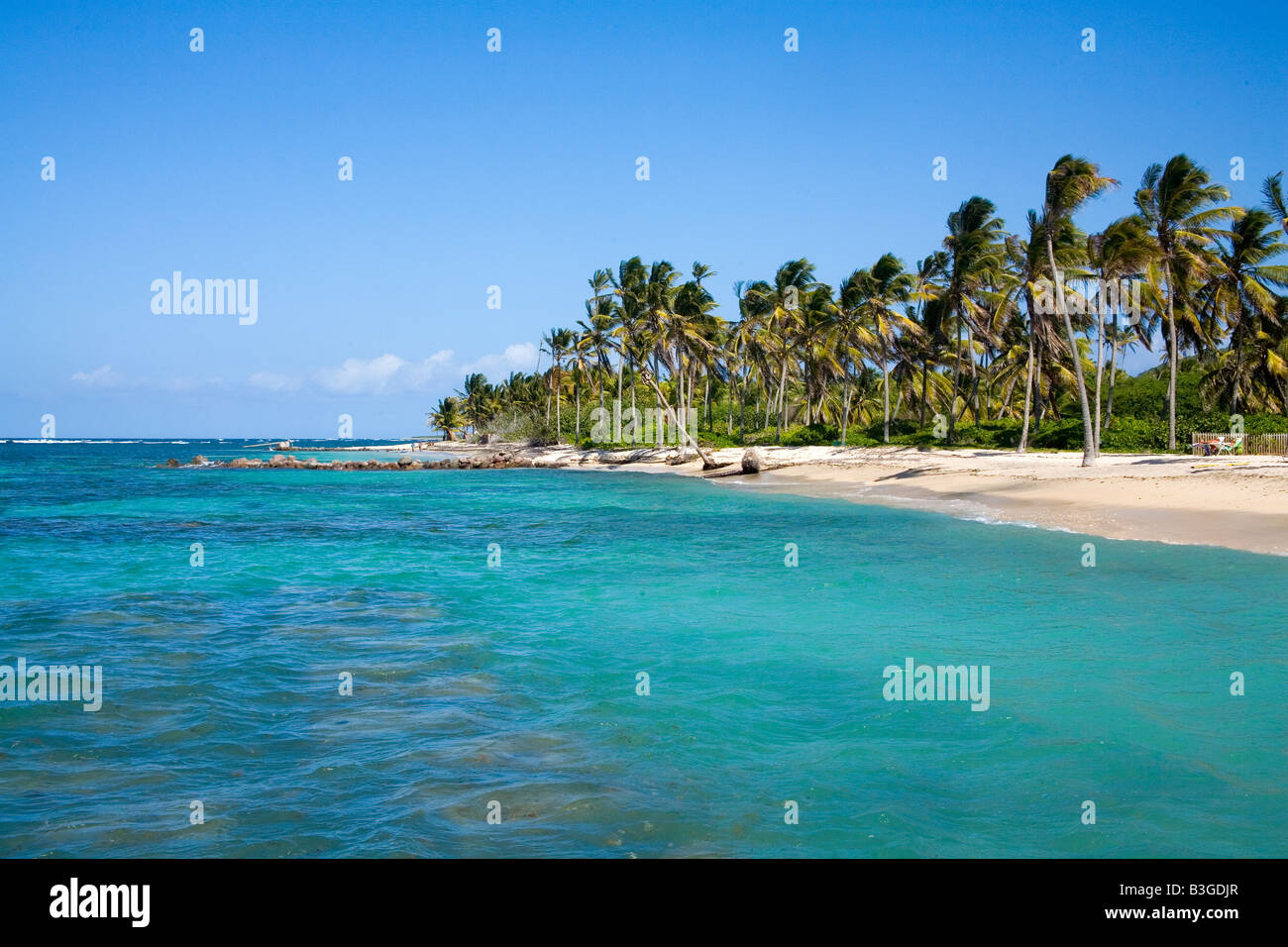 Superbe plage de cocotiers à Nevis Caraïbes Banque D'Images