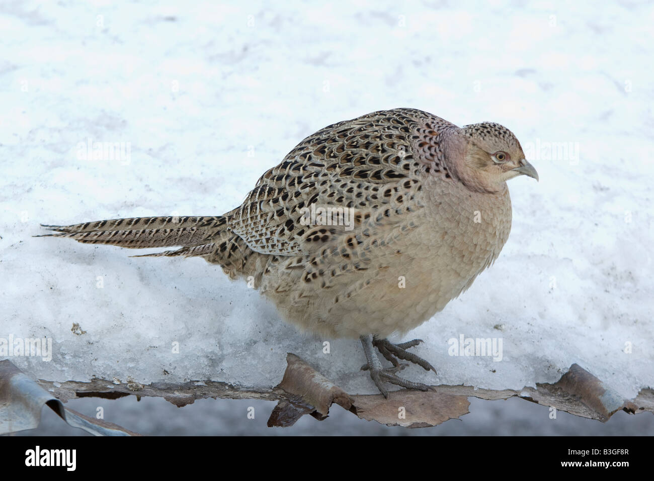 Phasianus colchicus faisan commun jeux Oiseaux Oiseaux Banque D'Images