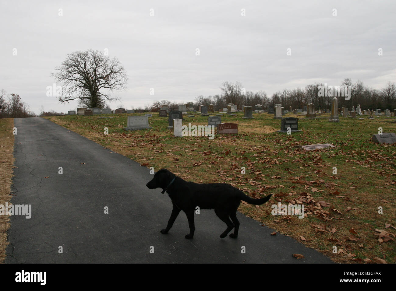 Un chien noir marchant sur une route à côté d'un cimetière. Banque D'Images