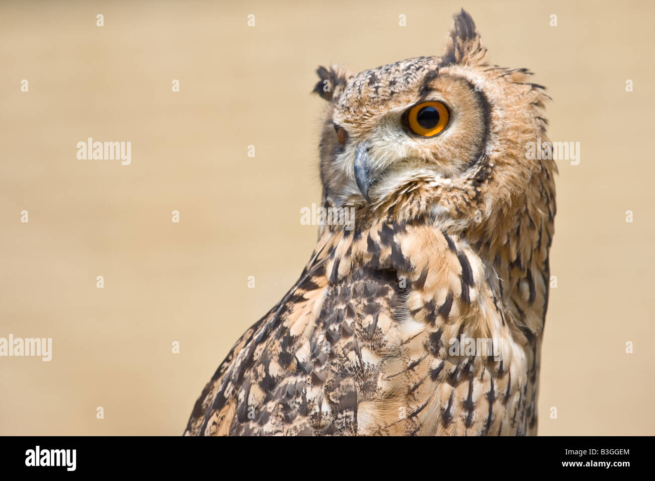 Eagle owl portrait avec une même couleur fond brun Banque D'Images
