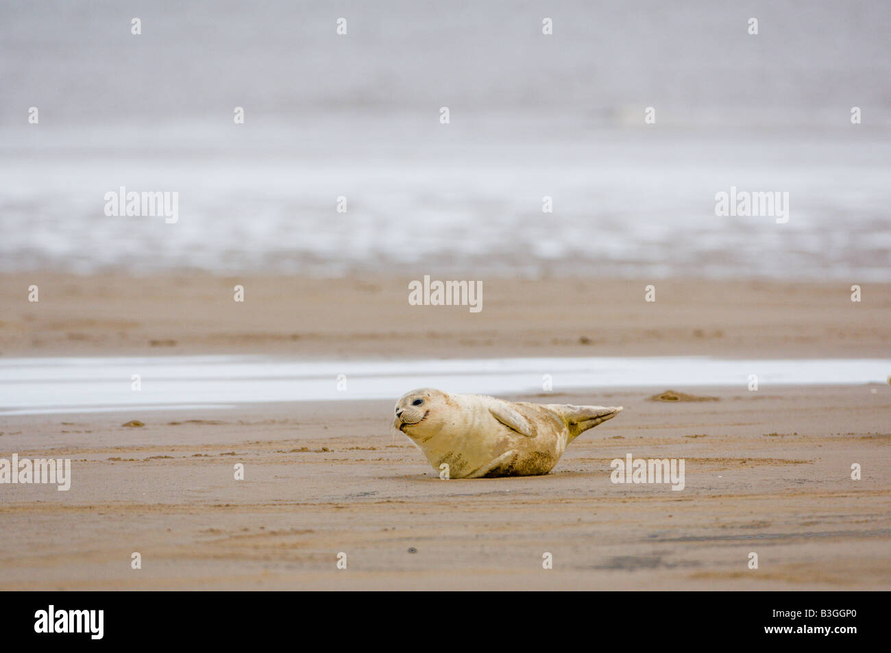 Jeune phoque gris Halichoerus grypius sur la plage, Donna Nook NR, UK Banque D'Images