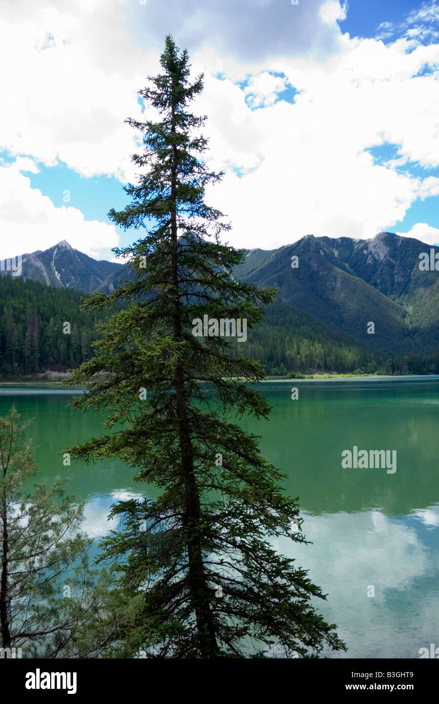 Sapin solitaire en face de la lac Whiteswan - Situé dans le Kootenay Range des Montagnes Rocheuses, BC, Canada Banque D'Images