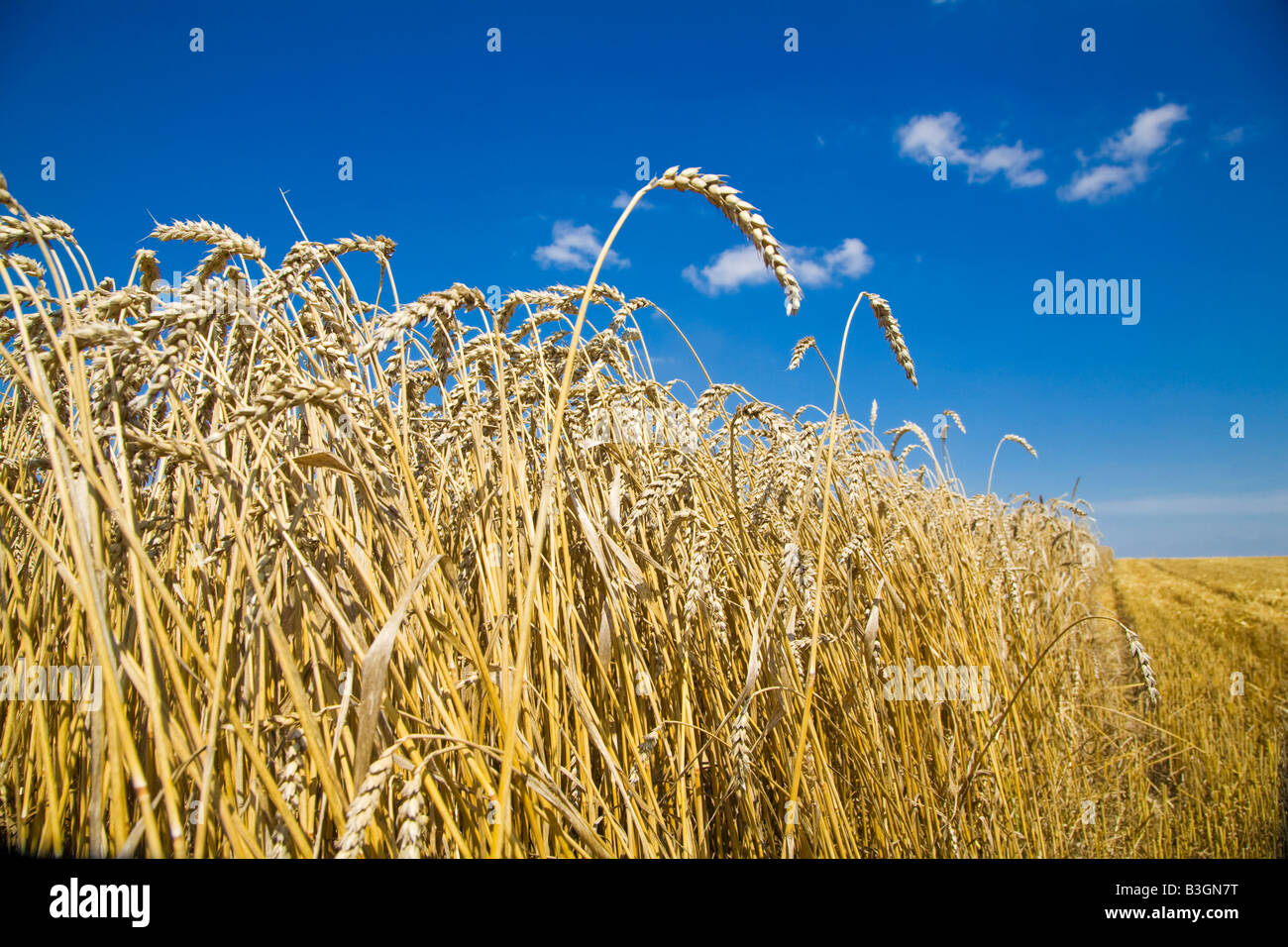 Champ de blé, Pologne Banque D'Images