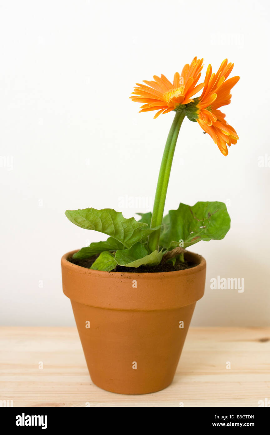 Fleur gerbera orange à double tête Banque D'Images