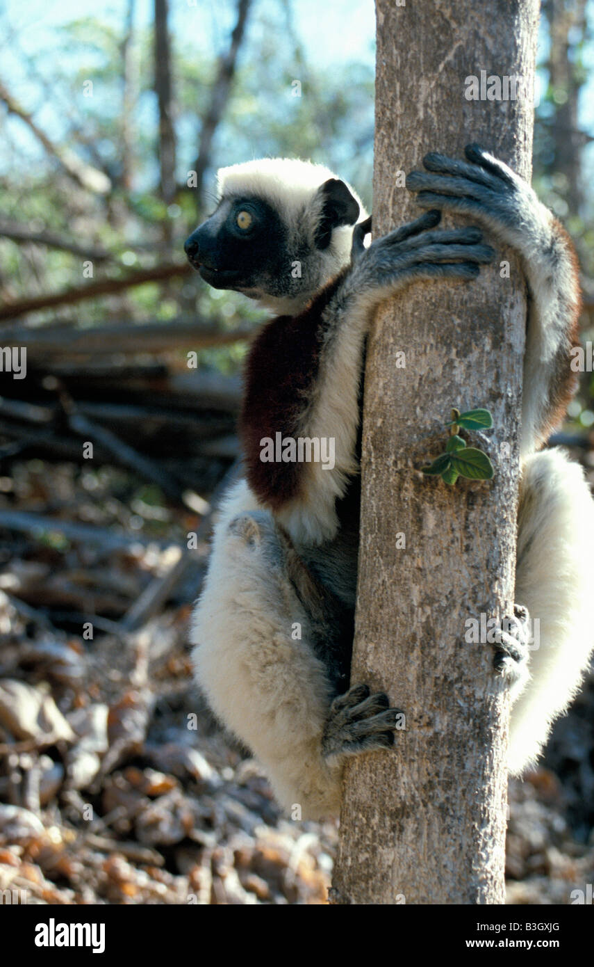 Propitheque de coquerel Propithecus verreauxi coquereli Propithecus National Madacascar centrale montée botanique zoologie mammifères Act Banque D'Images