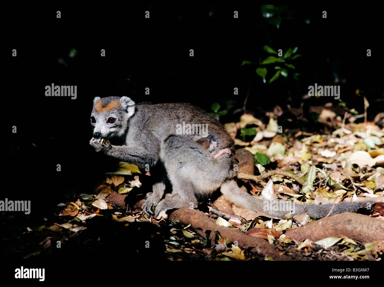 Mâle lémurien couronné Eulemur coronatus coronatus lémurien Madagascar Madagascar afrique animal animaux adultes format horizontal lemur Banque D'Images