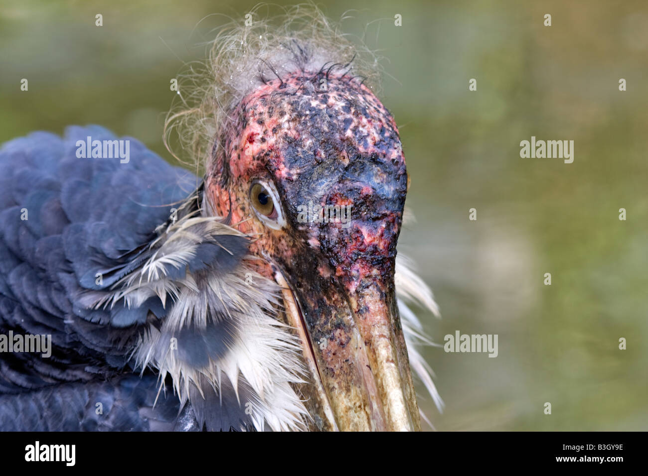 Marabout d’Afrique Banque D'Images