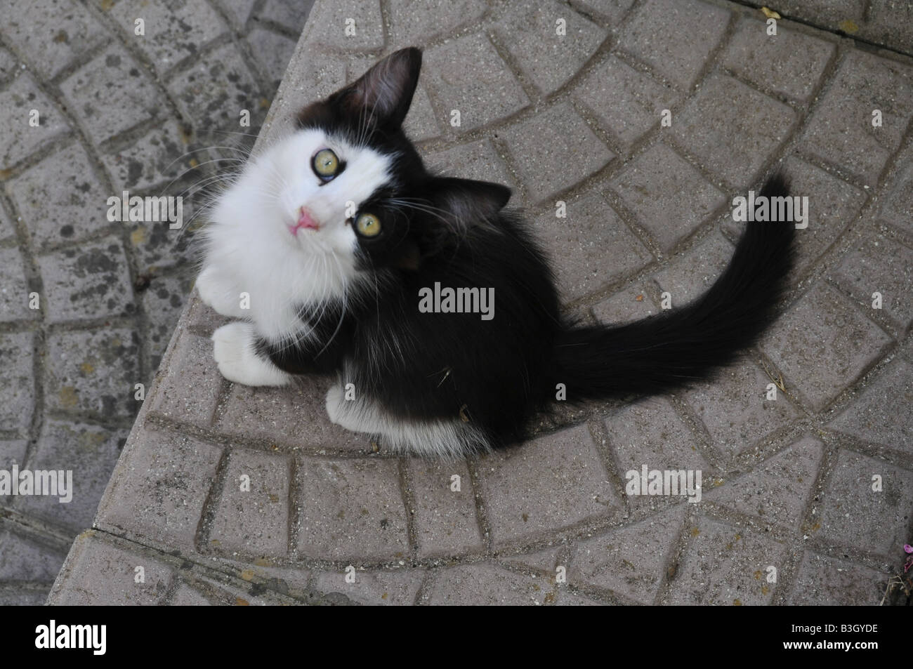 Chat noir et blanc chiot Banque D'Images