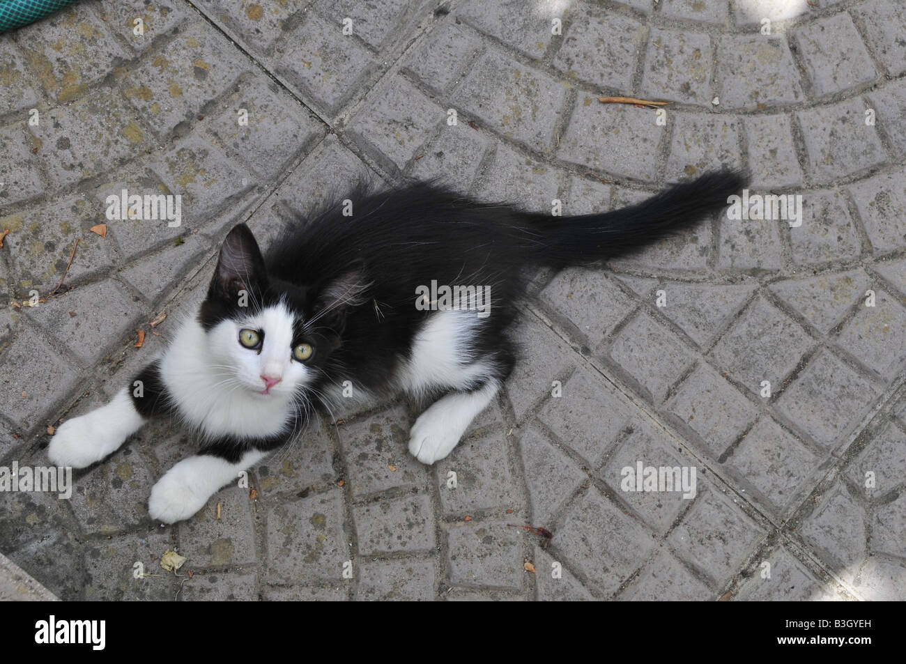 Chat noir et blanc chiot Banque D'Images