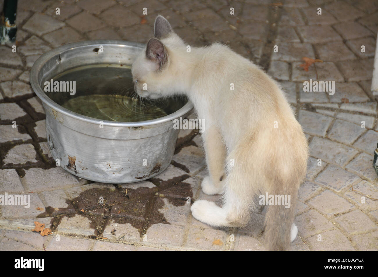 Chiot chat de l'eau potable dans le pays Banque D'Images