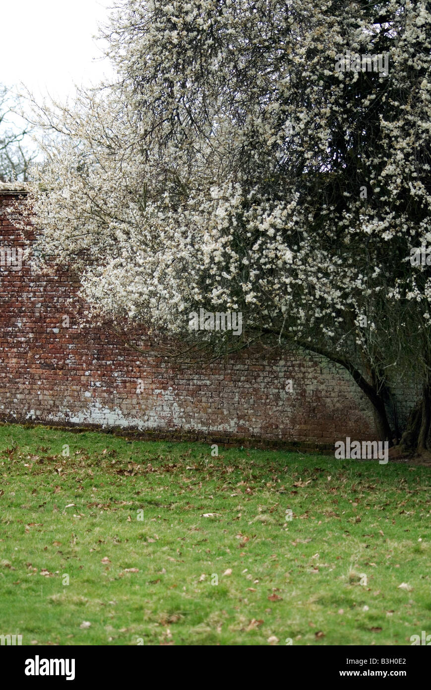 Blossom tree appuyé contre un mur Banque D'Images