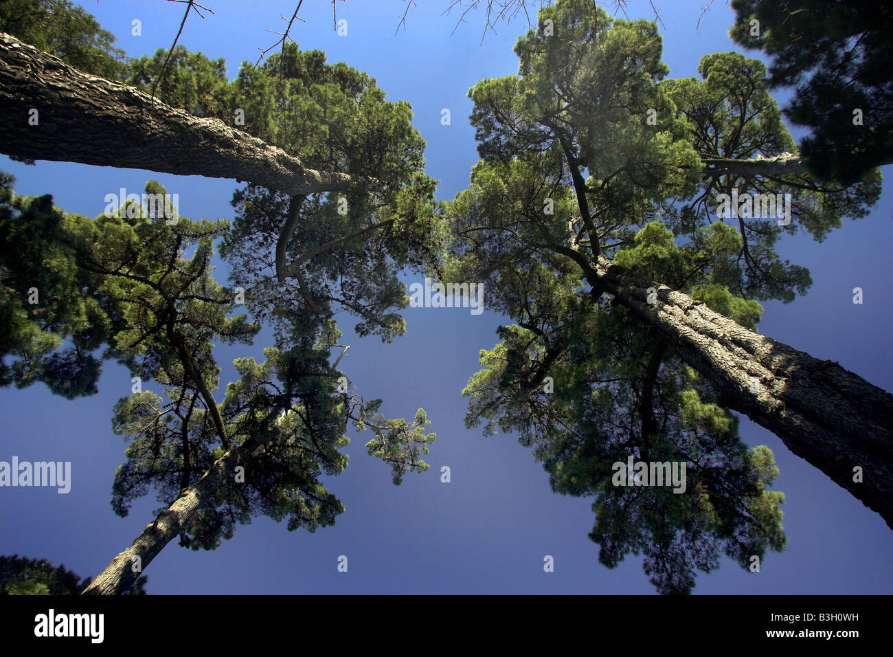 Pin de Monterey Pinus radiata ou au parc Nelson Nouvelle-zélande Isel Banque D'Images