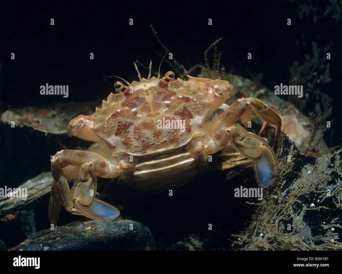 Crabe Liocarcinus depurator natation remarque extrémités de jambes arrière pour la baignade aplati Banque D'Images