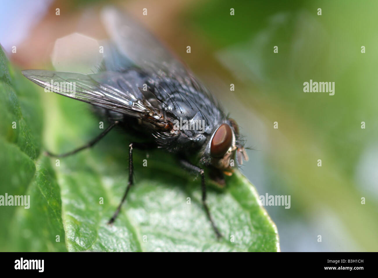 Mouche à viande on leaf Banque D'Images