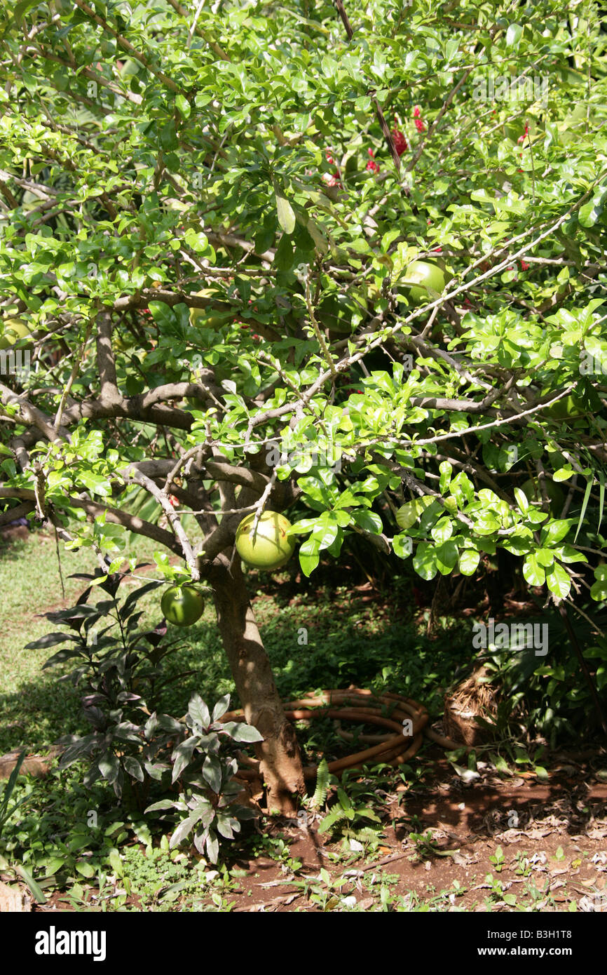 Maracuya Fruit de la Passion, Passiflora edulis, péninsule du Yucatan, Mexique Banque D'Images