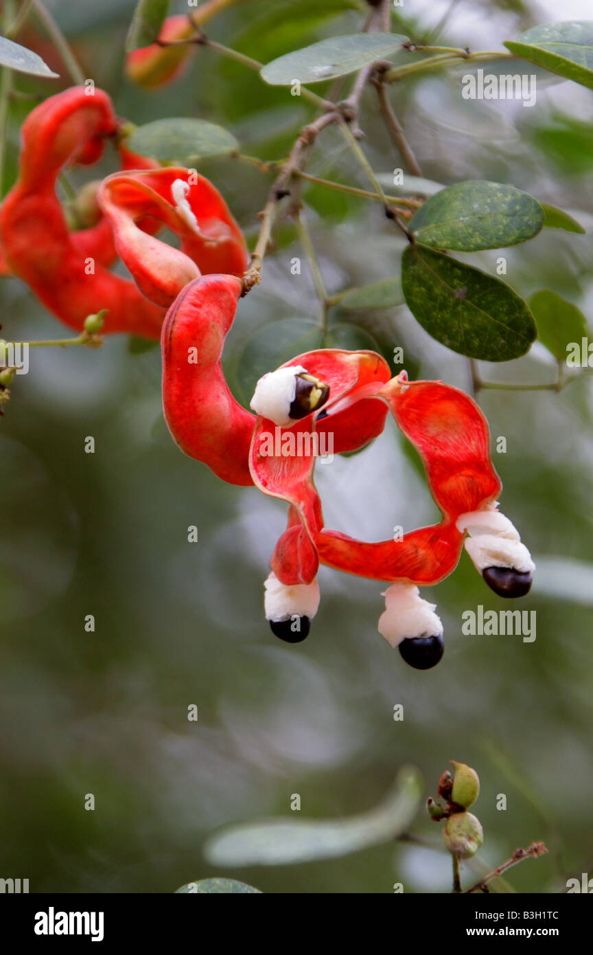 Les gousses de haricots rouges poussant sur un arbre épineux de Madras, Pithecellobium dulce, Fabaceae, Site archéologique de Uxmal, Yucatan, Mexique Banque D'Images