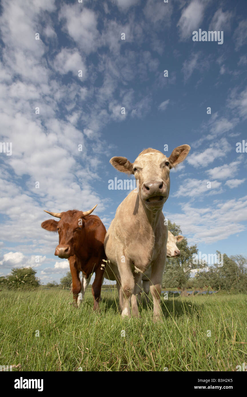 Le bétail sur des terres communes dans les marais, East Anglia Banque D'Images