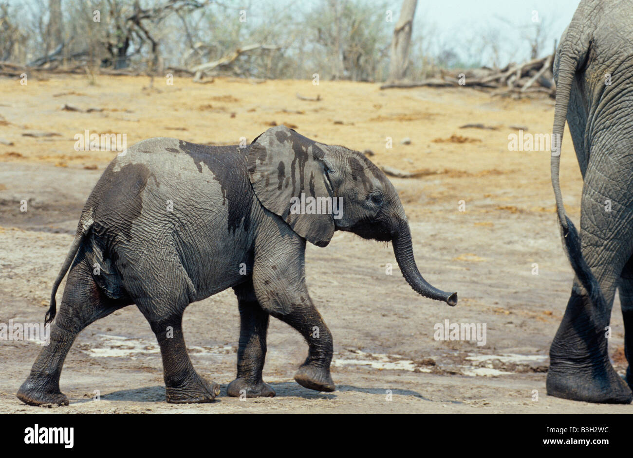 Bébé éléphant africain à la suite de mère Loxodonta africana Delta de l'Okavango au Botswana Banque D'Images