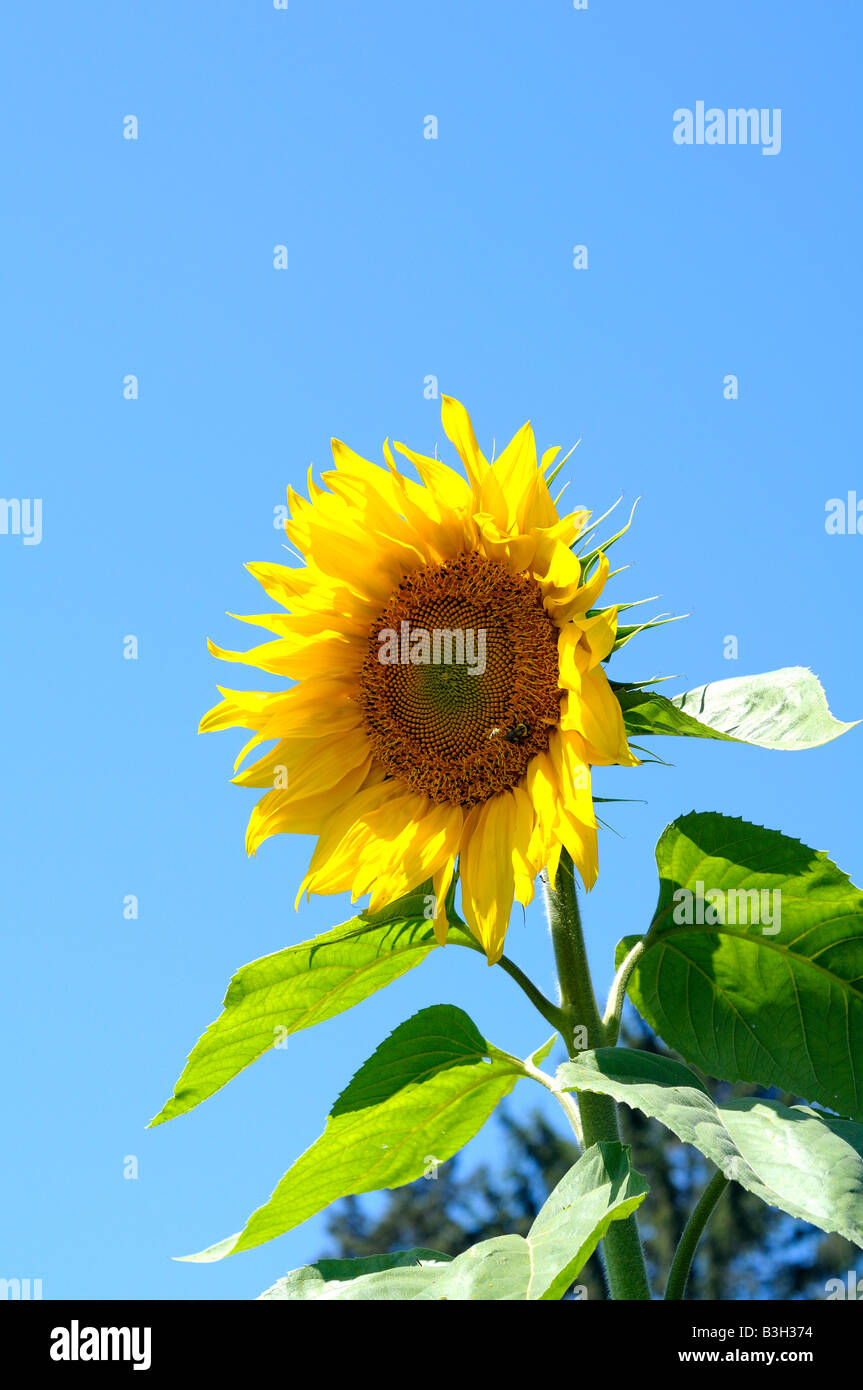 Un tournesol avec un ciel bleu Banque D'Images