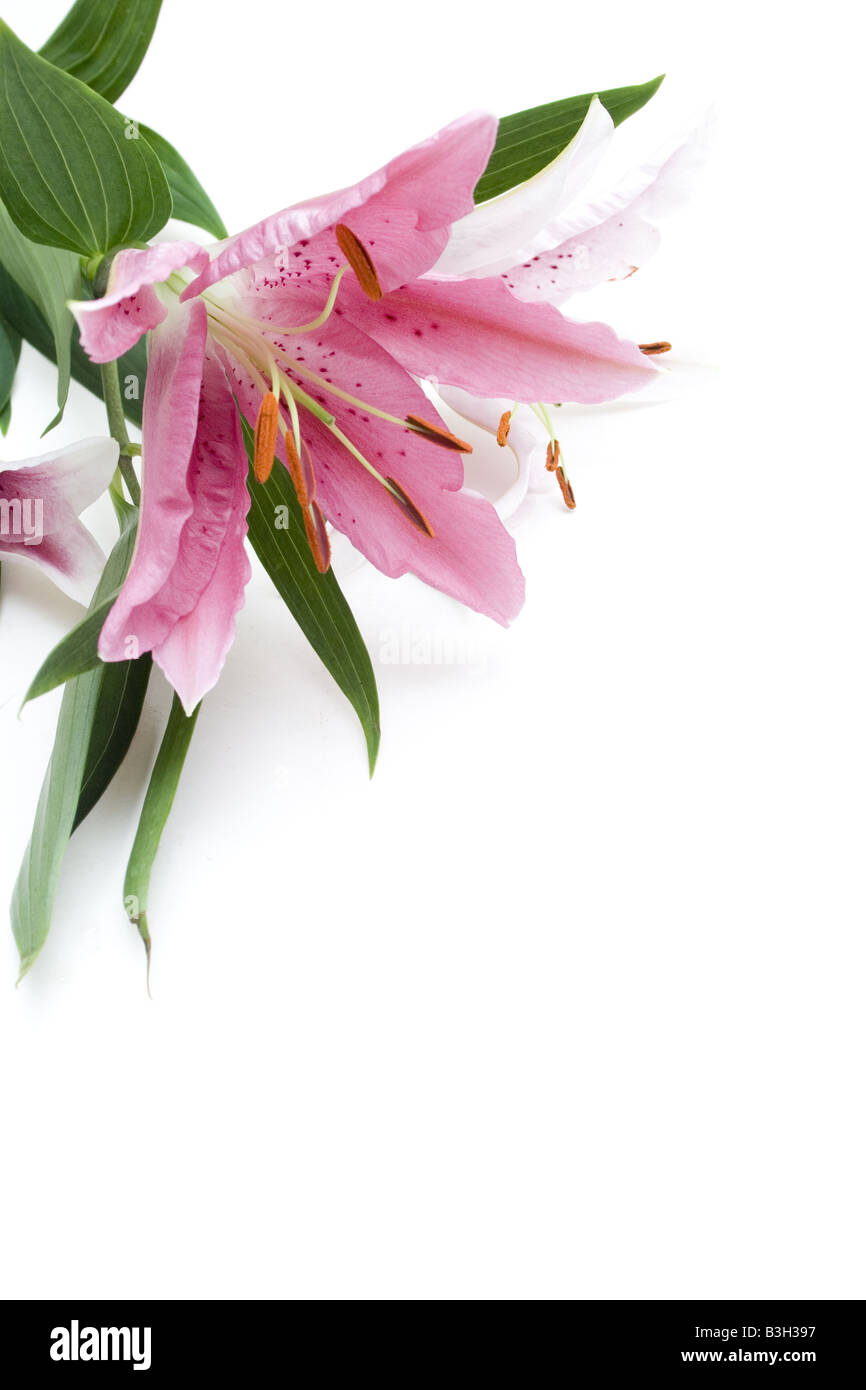 Une tige de fleur de lys sur un fond blanc parfait pour des choses comme un mariage romantique à l'arrêt Banque D'Images