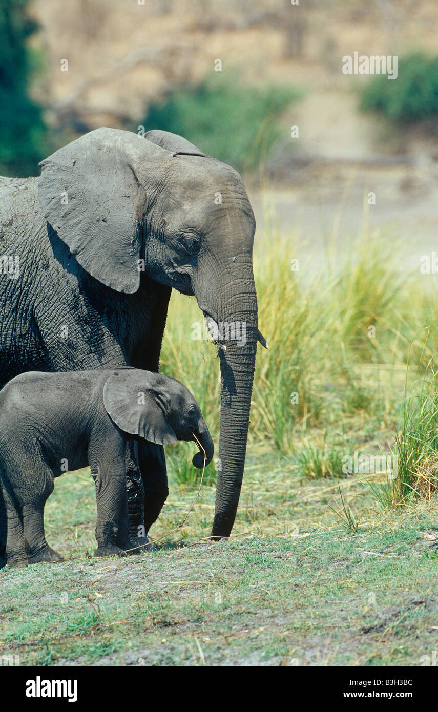 Bébé éléphant africain avec mère Loxodonta africana Delta de l'Okavango au Botswana Banque D'Images