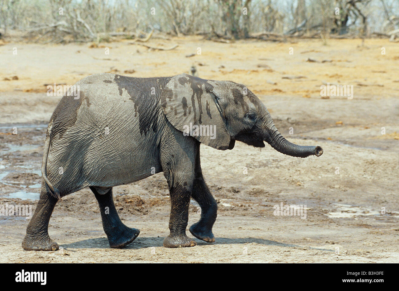 L'eléphant d'Afrique Loxodonta africana bébé après boire à un trou d'eau Delta de l'Okavango au Botswana Banque D'Images