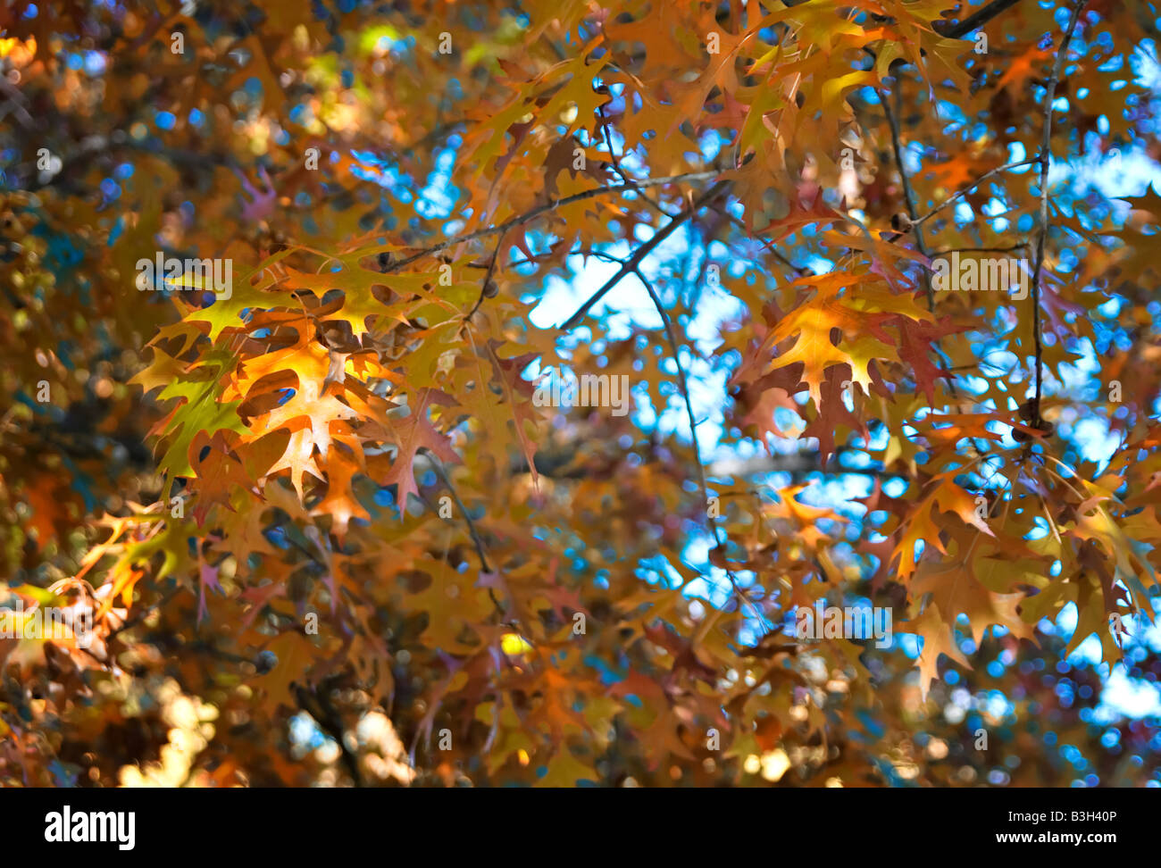 Grande image de l'orange vif les feuilles d'automne Banque D'Images
