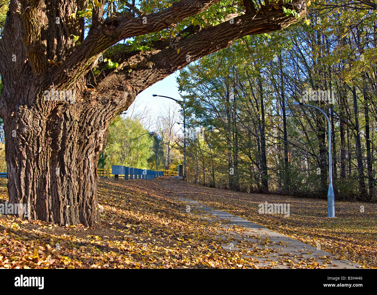 Toutes les couleurs des feuilles en automne dans le parc Banque D'Images