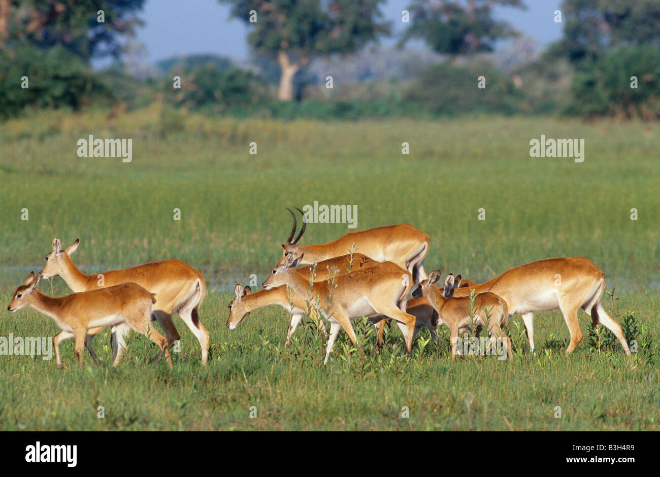 Les jeunes adultes Kobus leche leche cobes lechwes en déplacement au Botswana Banque D'Images