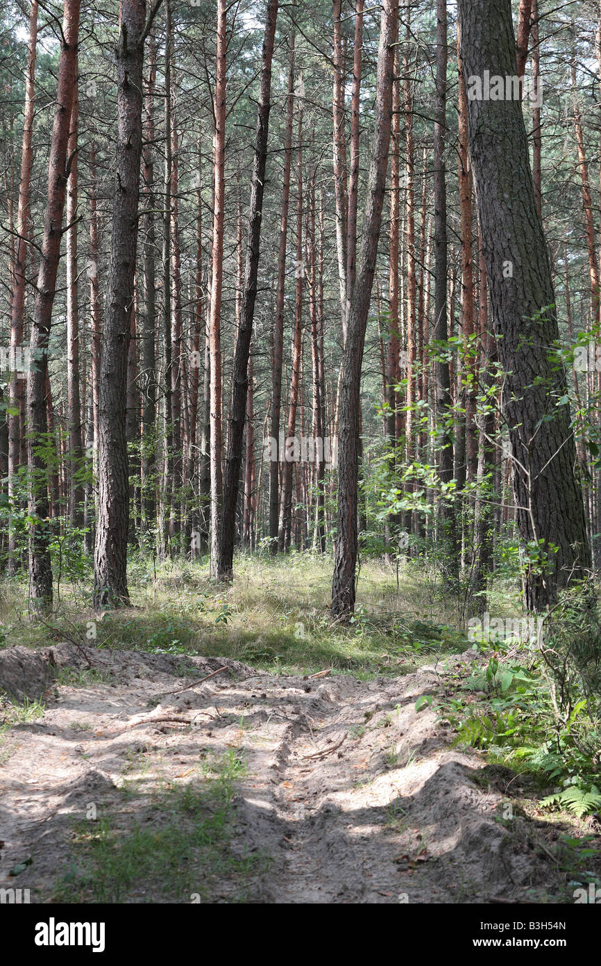La forêt de pins à l'été Banque D'Images
