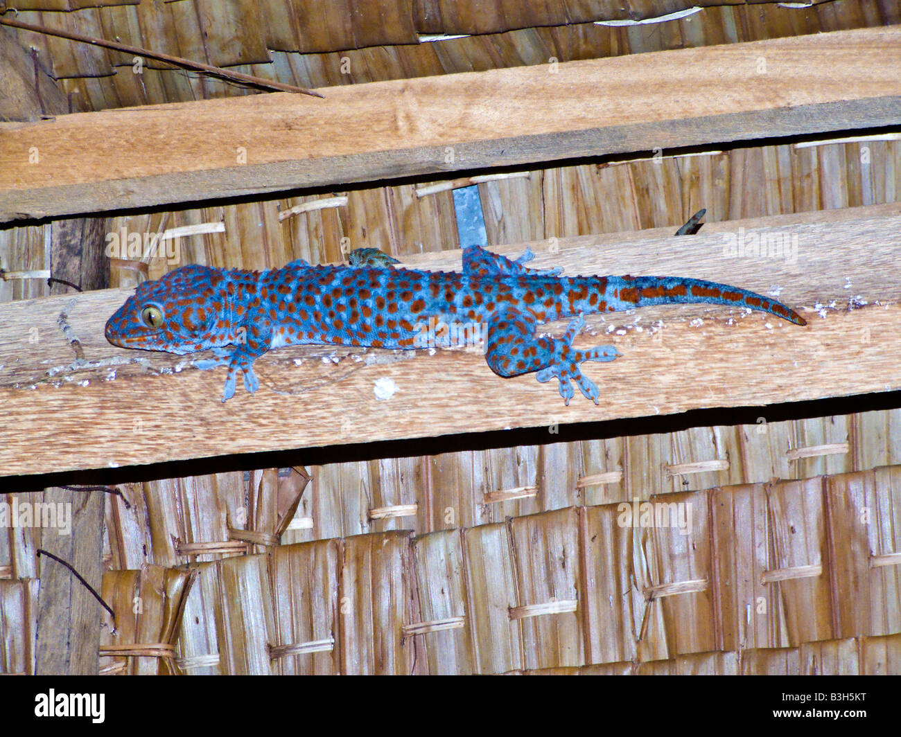 Gecko Tokay sur potence en hut Koh Tao Thaïlande JPH0087 Banque D'Images