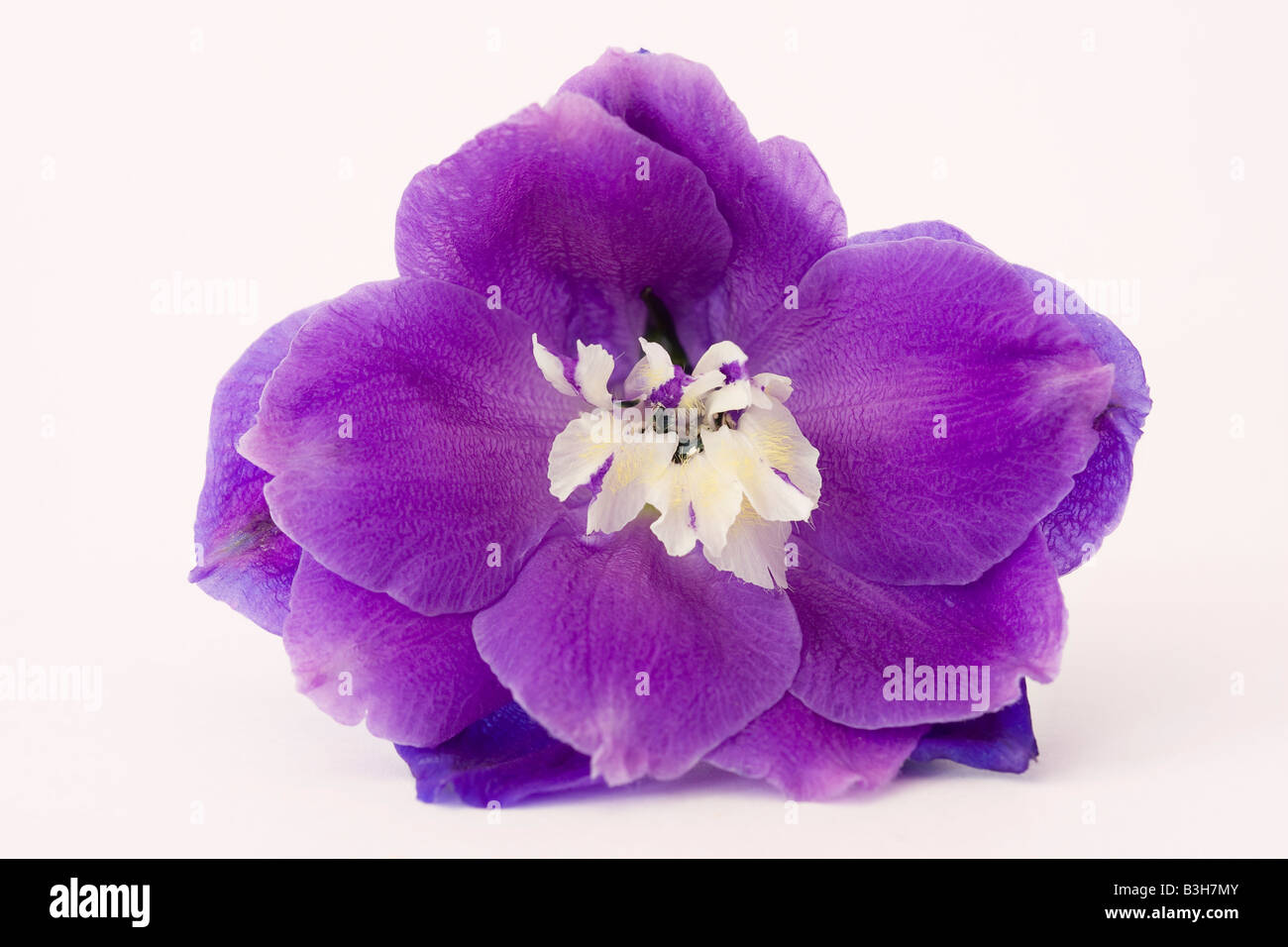 Delphinium fleur bleu Banque D'Images