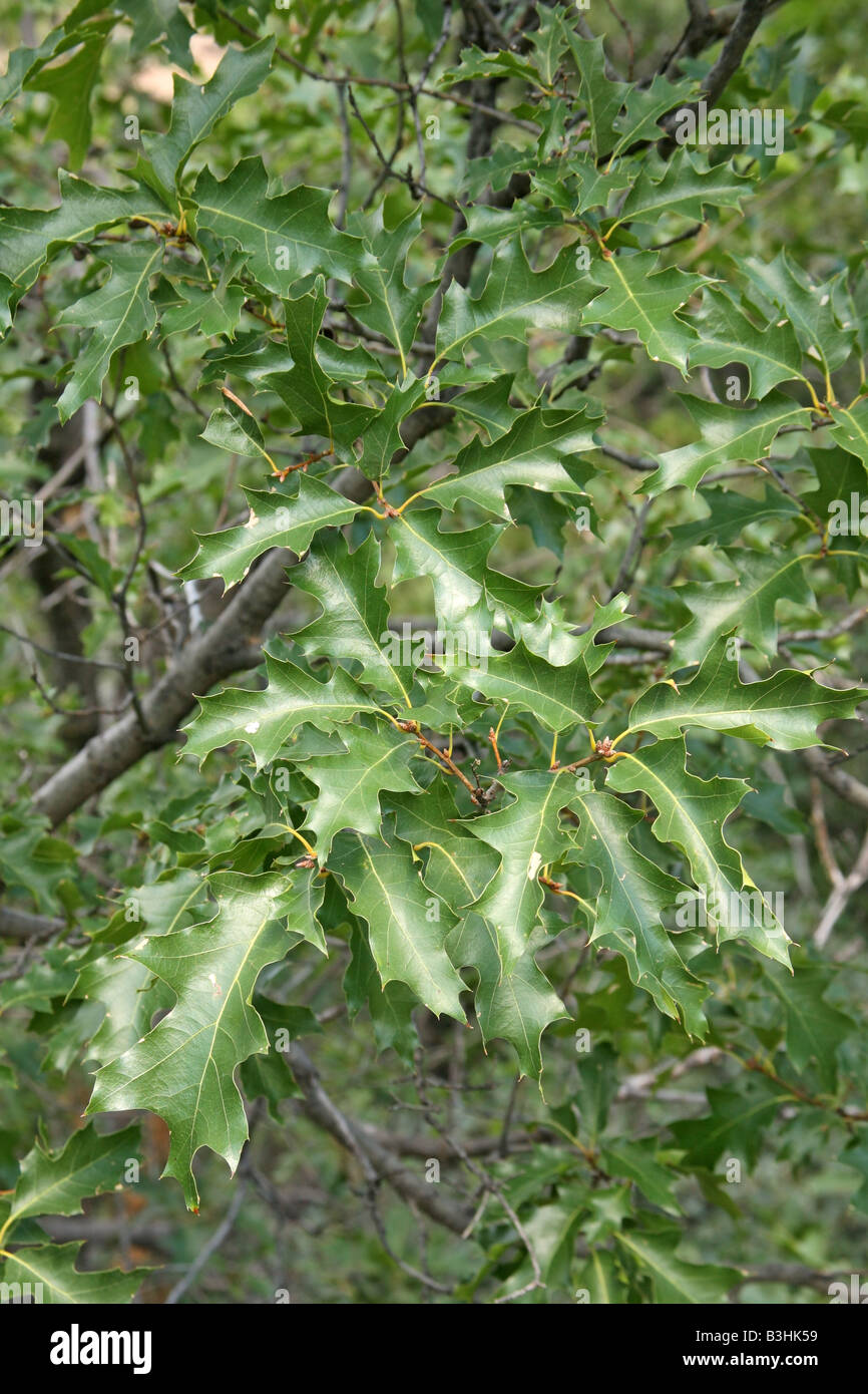 Chêne rouge Quercus gravesii chiso Big Bend National Park Utah United States 24 septembre Leaf Fagaceae Banque D'Images
