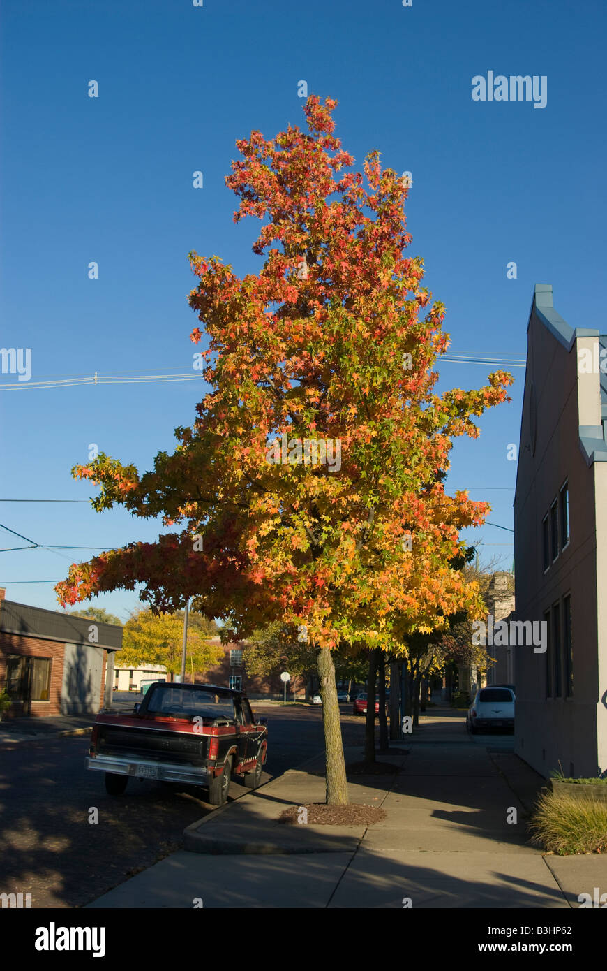 Couleurs d'automne sur un arbre isolé le long de la route Banque D'Images