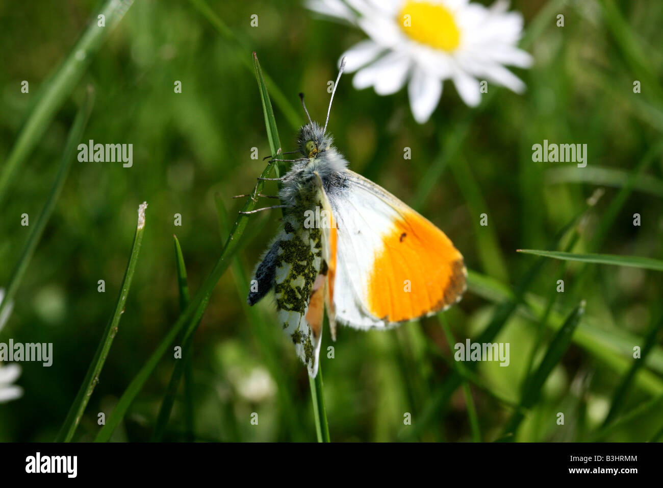 Astuce orange Banque D'Images