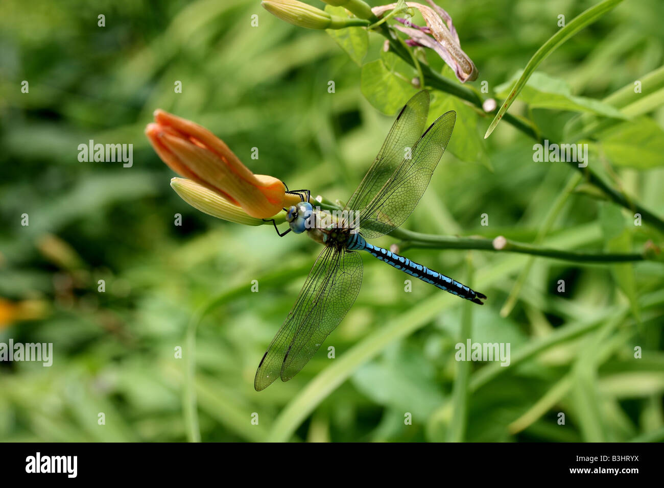 Empereur drangonfly, homme Banque D'Images