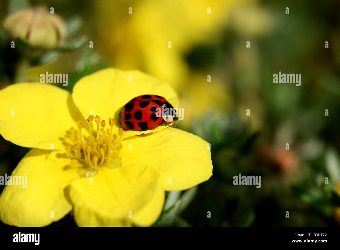 Coccinelle;les coccinelles Banque D'Images