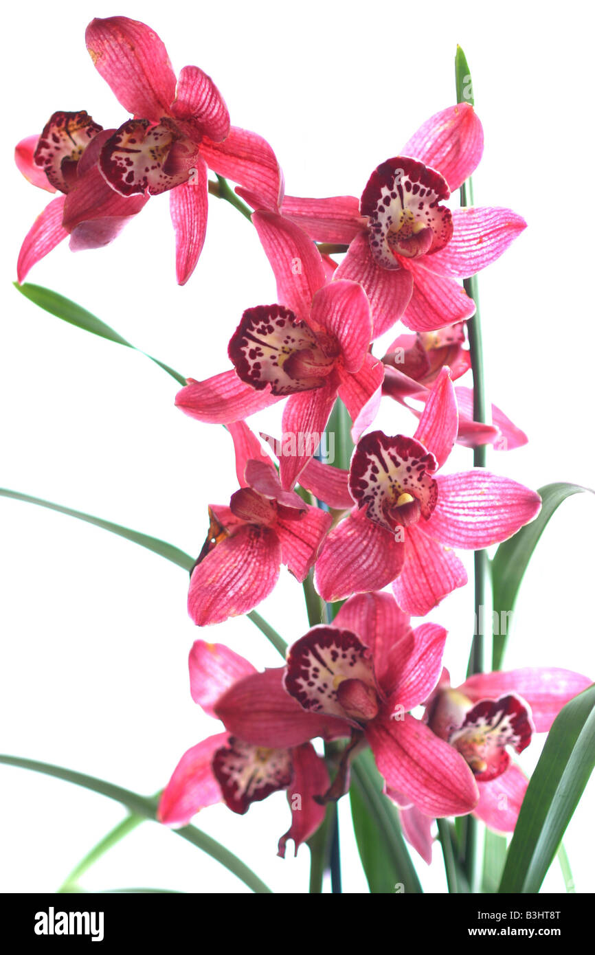 Cymbidie, cymbidium orchid Banque D'Images
