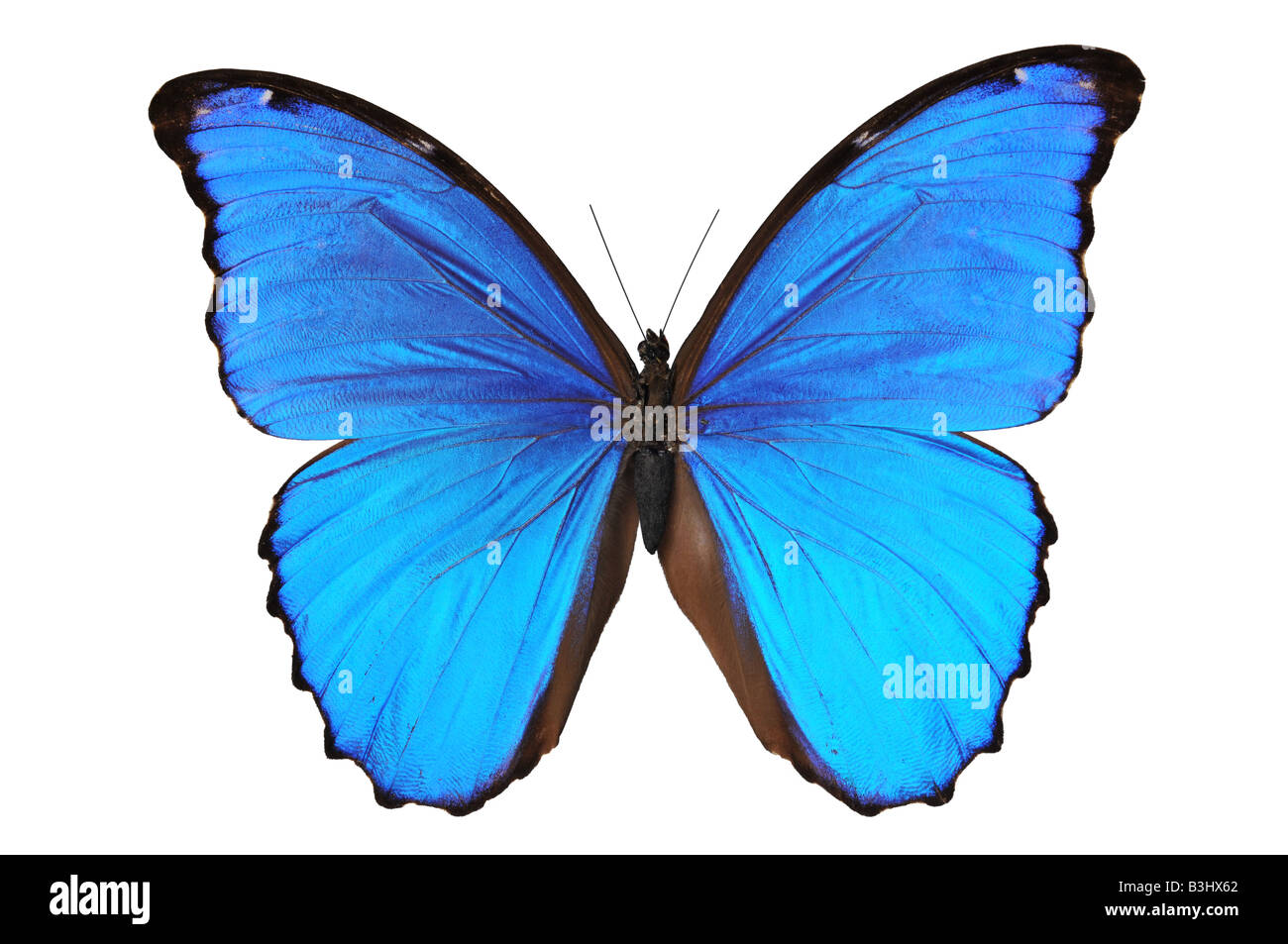 Papillon Morpho menelaus dans des tons bleus isolé sur un fond bleu Banque D'Images