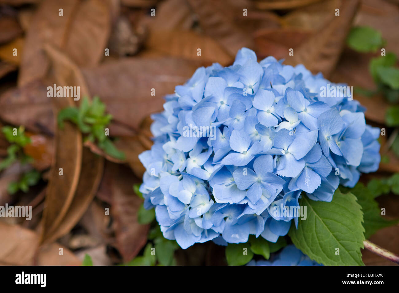 Hortensia bleu fleur Banque D'Images