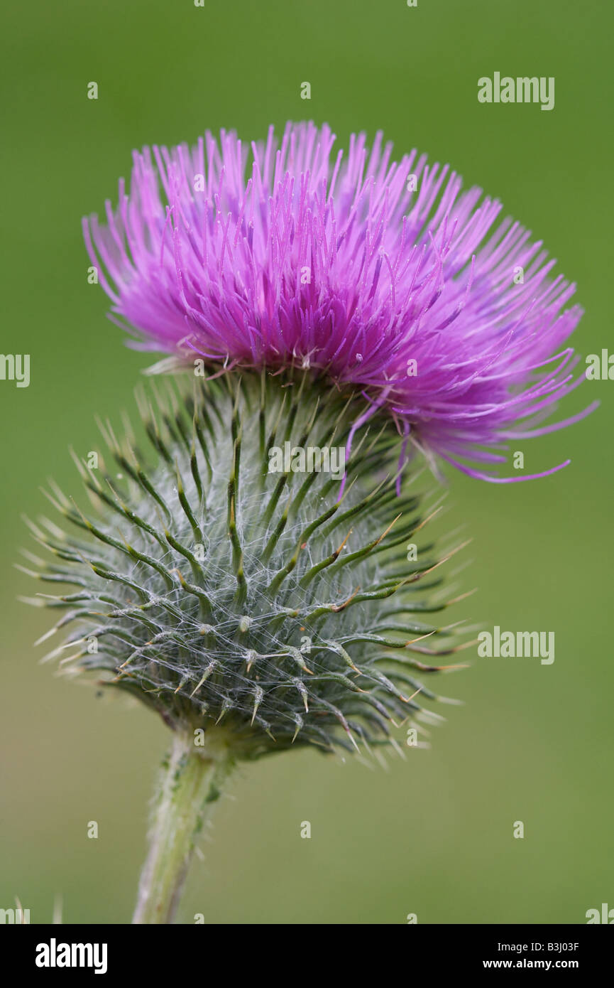 Un chardon de floraison Banque D'Images