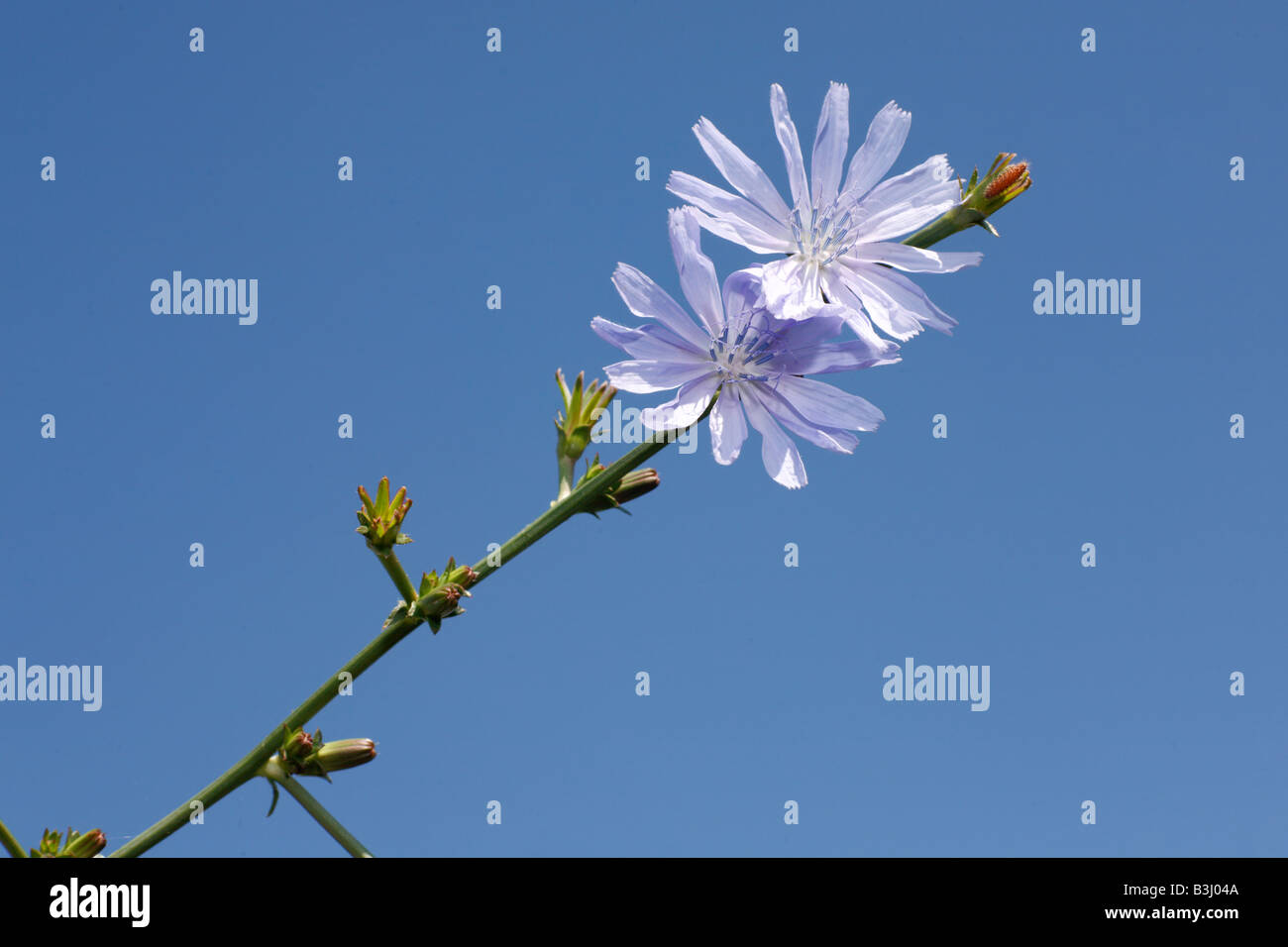 Fleur de chicorée sauvage sous le ciel bleu d'été Banque D'Images