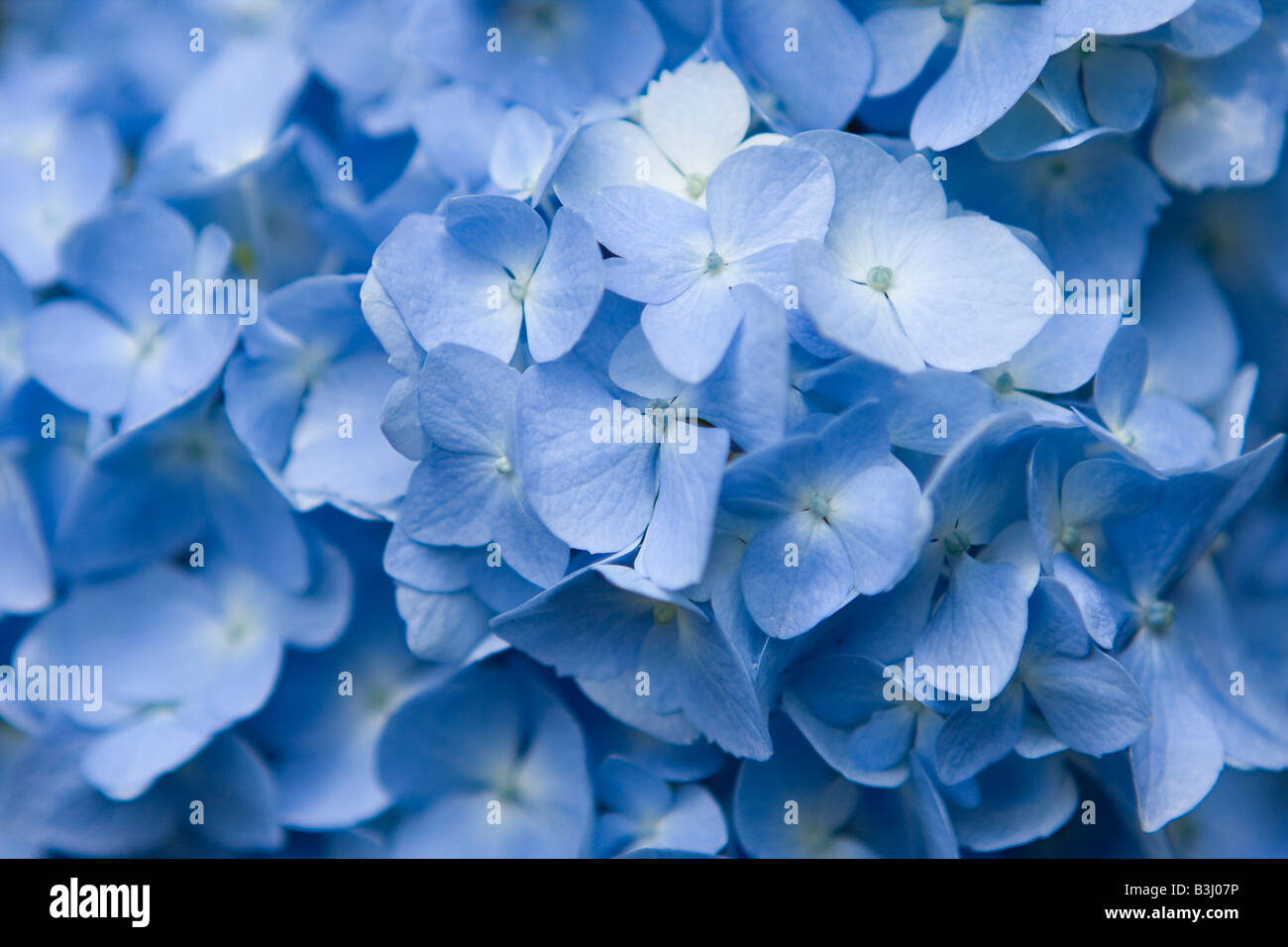 Hortensia bleu fleur Banque D'Images
