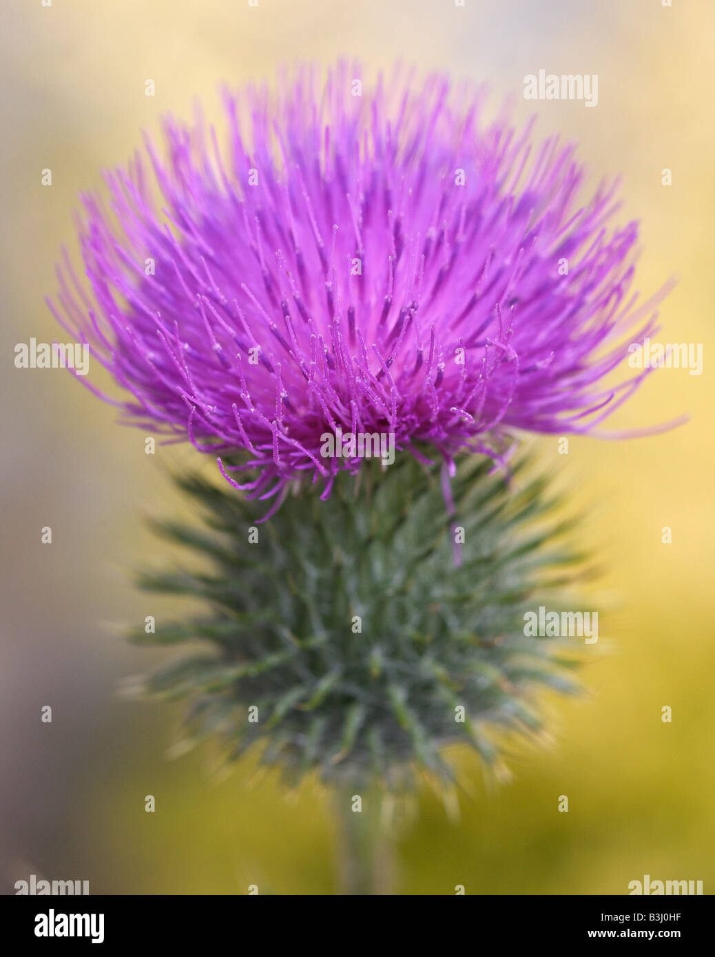 Un chardon de floraison Banque D'Images