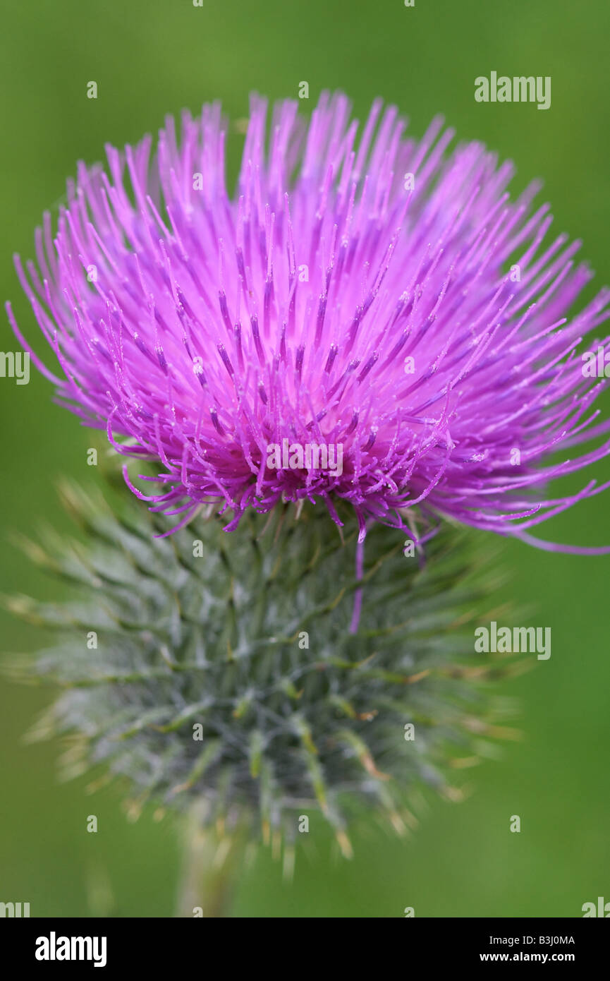 Un chardon de floraison Banque D'Images