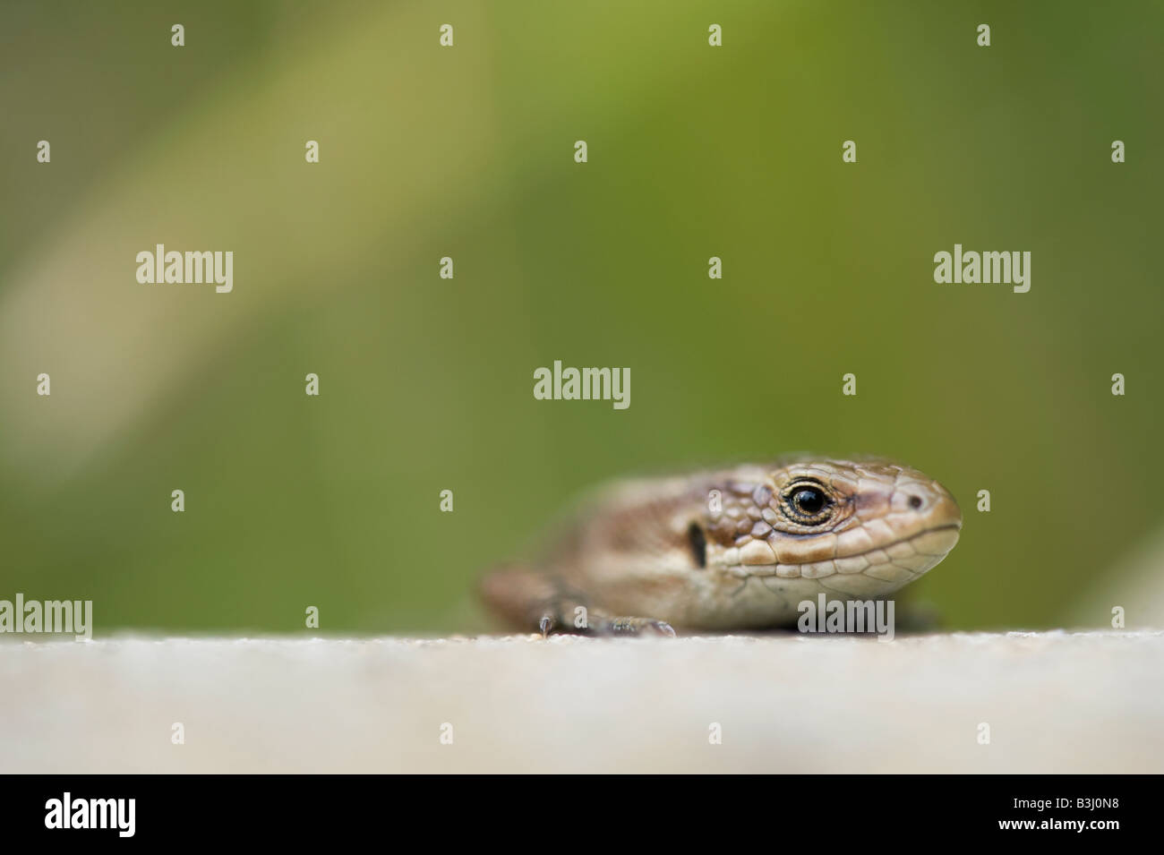 Zootoca vivipara. Lézard commun Banque D'Images