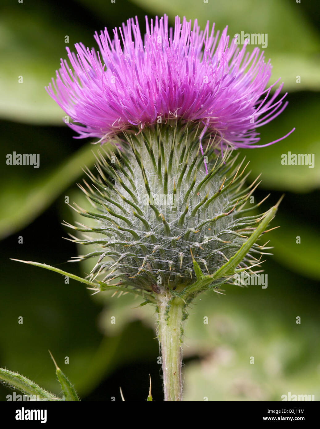 Un chardon de floraison Banque D'Images
