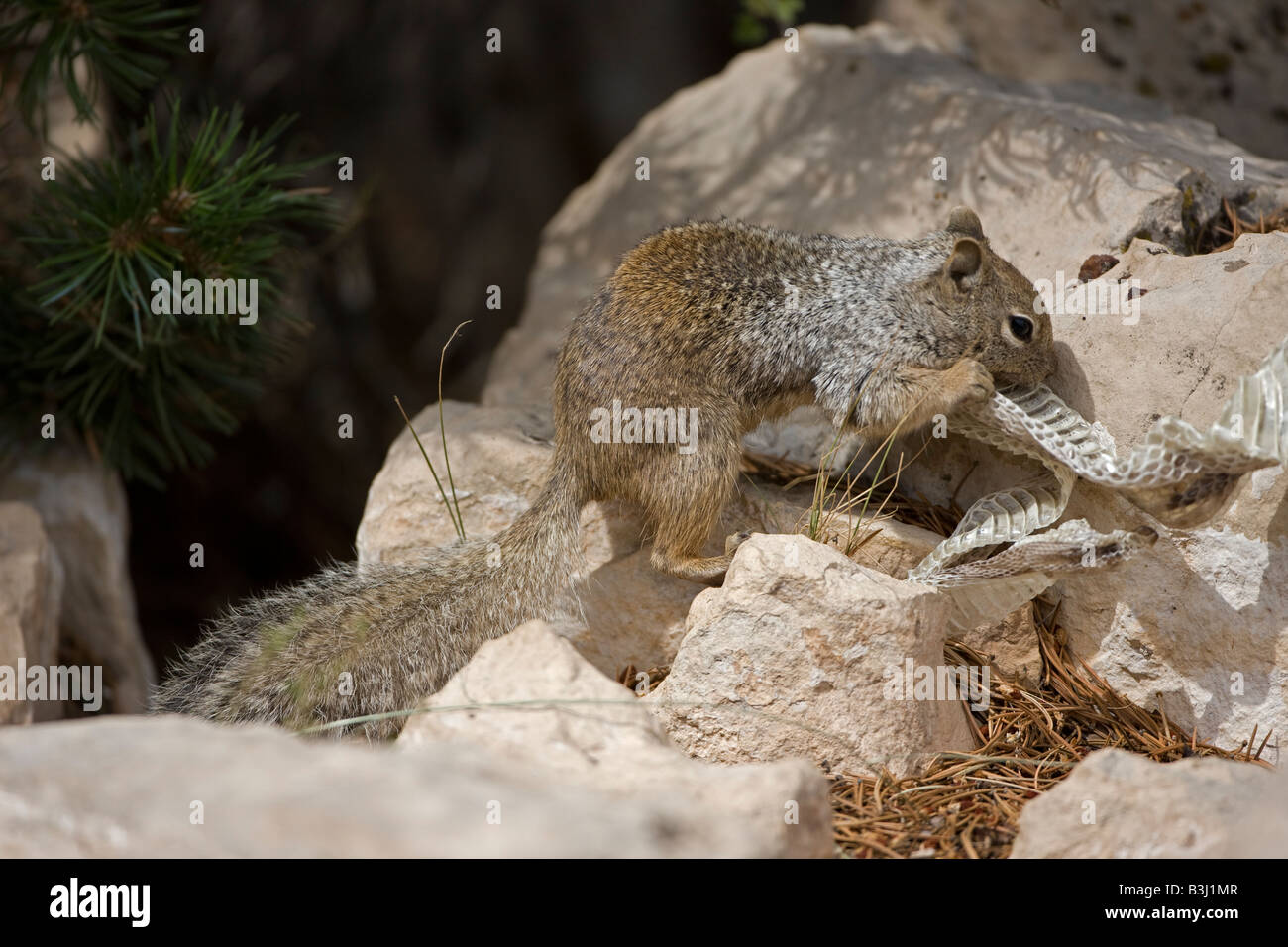 Rock Squirrel avec peau de serpent (Spermophilus variegatus) - Arizona ...